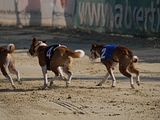 Golden Rabbit European Sandtrack-Derby Th. Ernst (129)